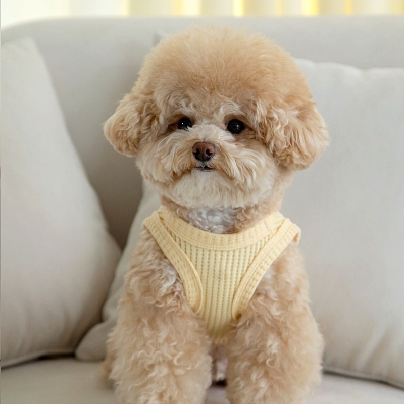 Yellow Waffle Pet Clothes Summ - đánh giá và giá Soft Summer Yellow Clothing